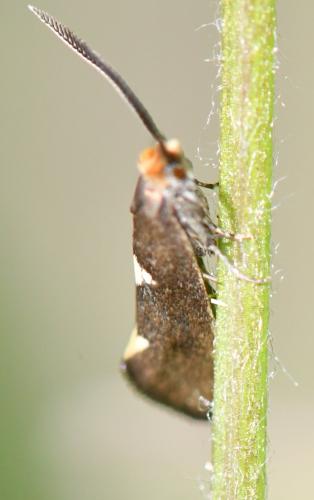 Incurvaria masculella